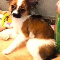 Presidents Day Sale!, a female Papillon for sale in South Greeley, WY – Photo 9 of 10