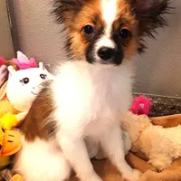 Presidents Day Sale!, a female Papillon for sale in South Greeley, WY – Photo 3 of 10