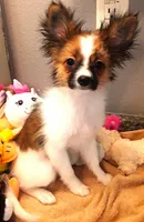 processed/23a61874-fe10-41a4-ae53-346db6aa4d3b/listing/7464acf7-119a-47a1-8862-914fd54657a8/ec4a452f-5775-47cf-a003-cdf3d3a2b56f