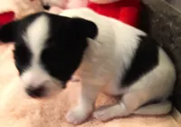 Melody, a female Papillon for sale in South Greeley, WY – 9 of 10