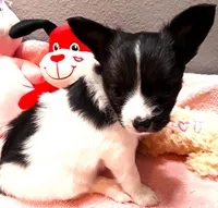 L'll Dolly, a female Papillon for sale in South Greeley, WY – 3 of 9