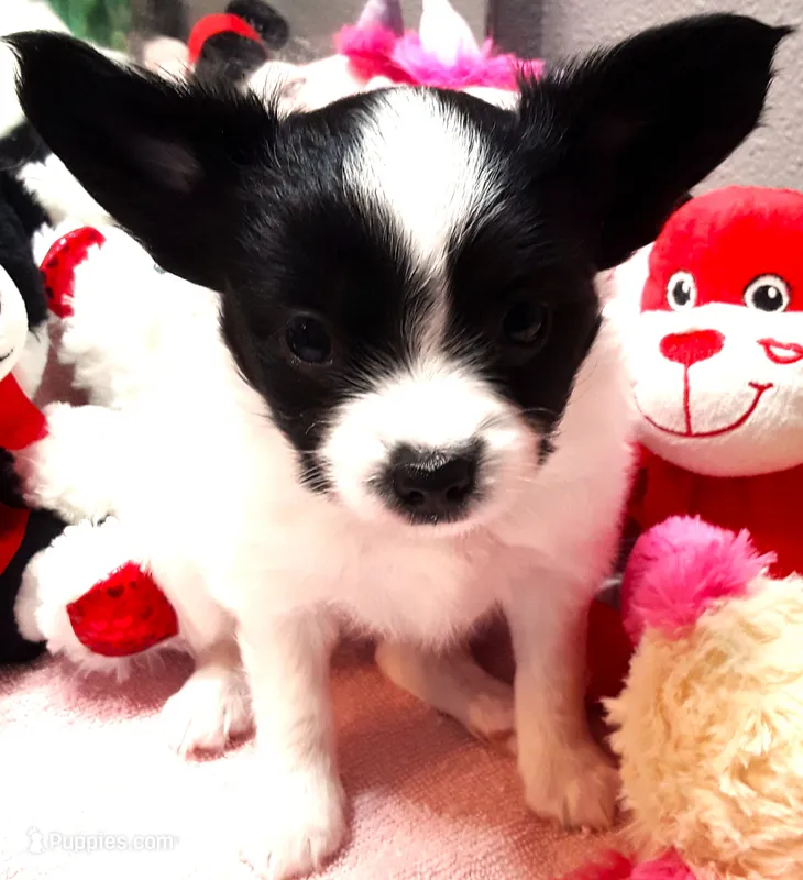 Melody – Papillon puppy for sale in South Greeley, WY