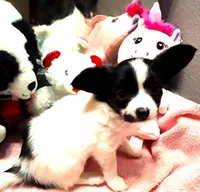 Monica, a female Papillon for sale in South Greeley, WY – 4 of 9