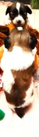 Li'll Rudolph, a male Papillon for sale in South Greeley, WY – 9 of 9
