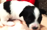 Melody, a female Papillon for sale in South Greeley, WY – 5 of 10