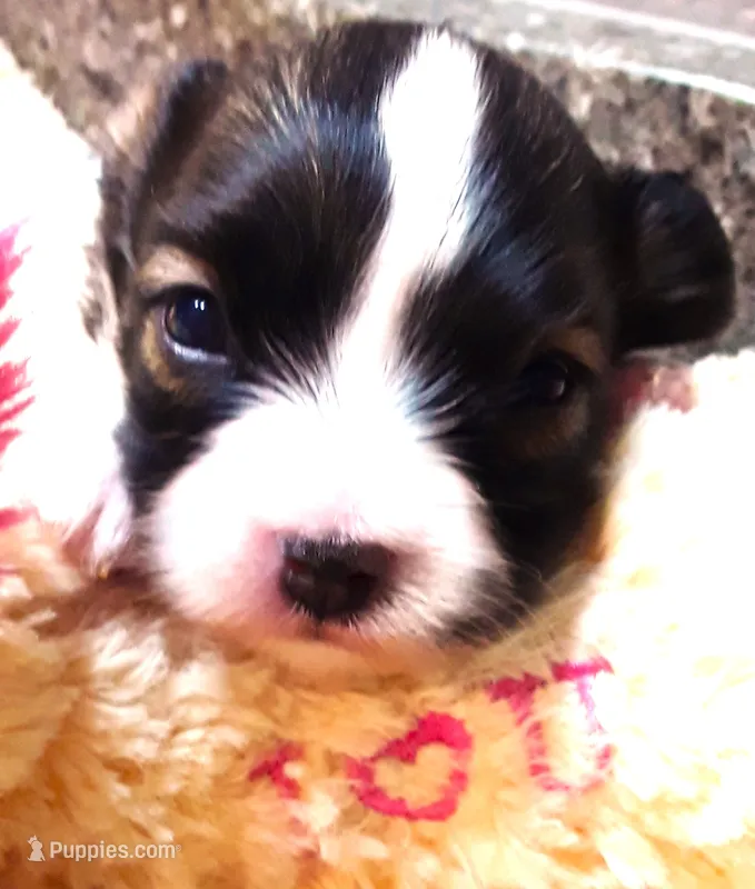 Tiny Tina – Papillon puppy for sale in South Greeley, WY