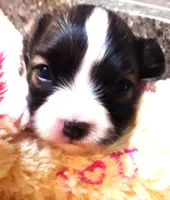 Tiny Tina, a female Papillon for sale in South Greeley, WY – 1 of 9