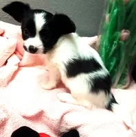 Monica, a female Papillon for sale in South Greeley, WY – 5 of 9