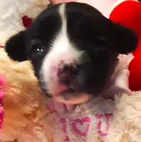 Bella, a female Papillon for sale in South Greeley, WY – 2 of 8