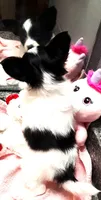 Melody, a female Papillon for sale in South Greeley, WY – 10 of 10