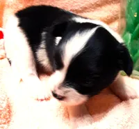 Li'll Angel, a female Papillon for sale in South Greeley, WY – 5 of 10