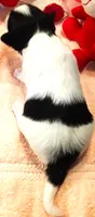 Melody, a female Papillon for sale in South Greeley, WY – 10 of 10