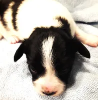Li'll Bronco, a male Papillon for sale in South Greeley, WY – 3 of 9