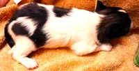 Tiny Tina, a female Papillon for sale in South Greeley, WY – 6 of 9
