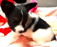 L'll Dolly, a female Papillon for sale in South Greeley, WY – 6 of 9