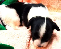 Li'll Angel, a female Papillon for sale in South Greeley, WY – 4 of 10