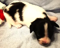 Li'll Bronco, a male Papillon for sale in South Greeley, WY – 7 of 9