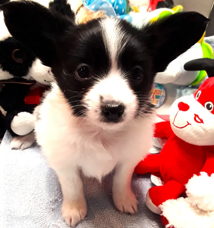 Li'll Bronco – Papillon puppy for sale in South Greeley, WY