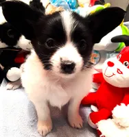 Li'll Bronco, a male Papillon for sale in South Greeley, WY – 1 of 10
