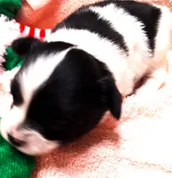 Li'll Angel, a female Papillon for sale in South Greeley, WY – 9 of 10