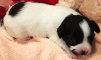 Monica, a female Papillon for sale in South Greeley, WY – 4 of 7