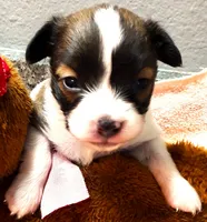 Li'll Rudolph, a male Papillon for sale in South Greeley, WY – 1 of 9