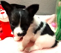 L'll Dolly, a female Papillon for sale in South Greeley, WY – 4 of 9