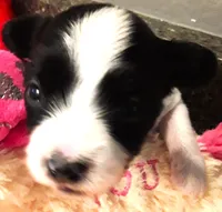 Melody, a female Papillon for sale in South Greeley, WY – 3 of 10