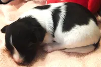 Bella, a female Papillon for sale in South Greeley, WY – 6 of 8