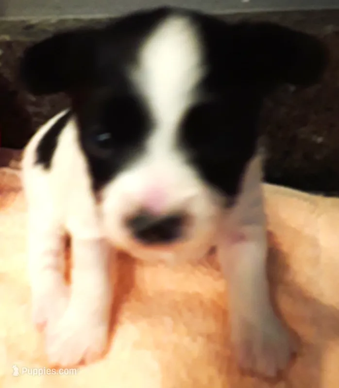 Melody – Papillon puppy for sale in South Greeley, WY