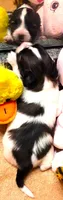 Tiny Tina, a female Papillon for sale in South Greeley, WY – 8 of 9