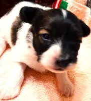 Santa's Dancer, a male Papillon for sale in South Greeley, WY – 4 of 9