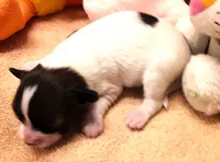 processed/23a61874-fe10-41a4-ae53-346db6aa4d3b/listing/bb138ce6-2e7c-4563-a2e3-290edebd1c84/0502ad0e-4cf0-4593-90b6-dc4a33ce9357