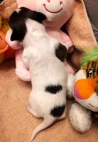 processed/23a61874-fe10-41a4-ae53-346db6aa4d3b/listing/bb138ce6-2e7c-4563-a2e3-290edebd1c84/0bc6f1cb-2461-4918-a859-00a108b90111