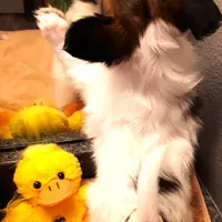 Hope Easter Pup, a female Papillon for sale in South Greeley, WY – Photo 9 of 10