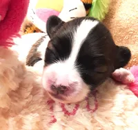 processed/23a61874-fe10-41a4-ae53-346db6aa4d3b/listing/bb138ce6-2e7c-4563-a2e3-290edebd1c84/705e33d6-1105-411a-aac2-5bffdd3e1386