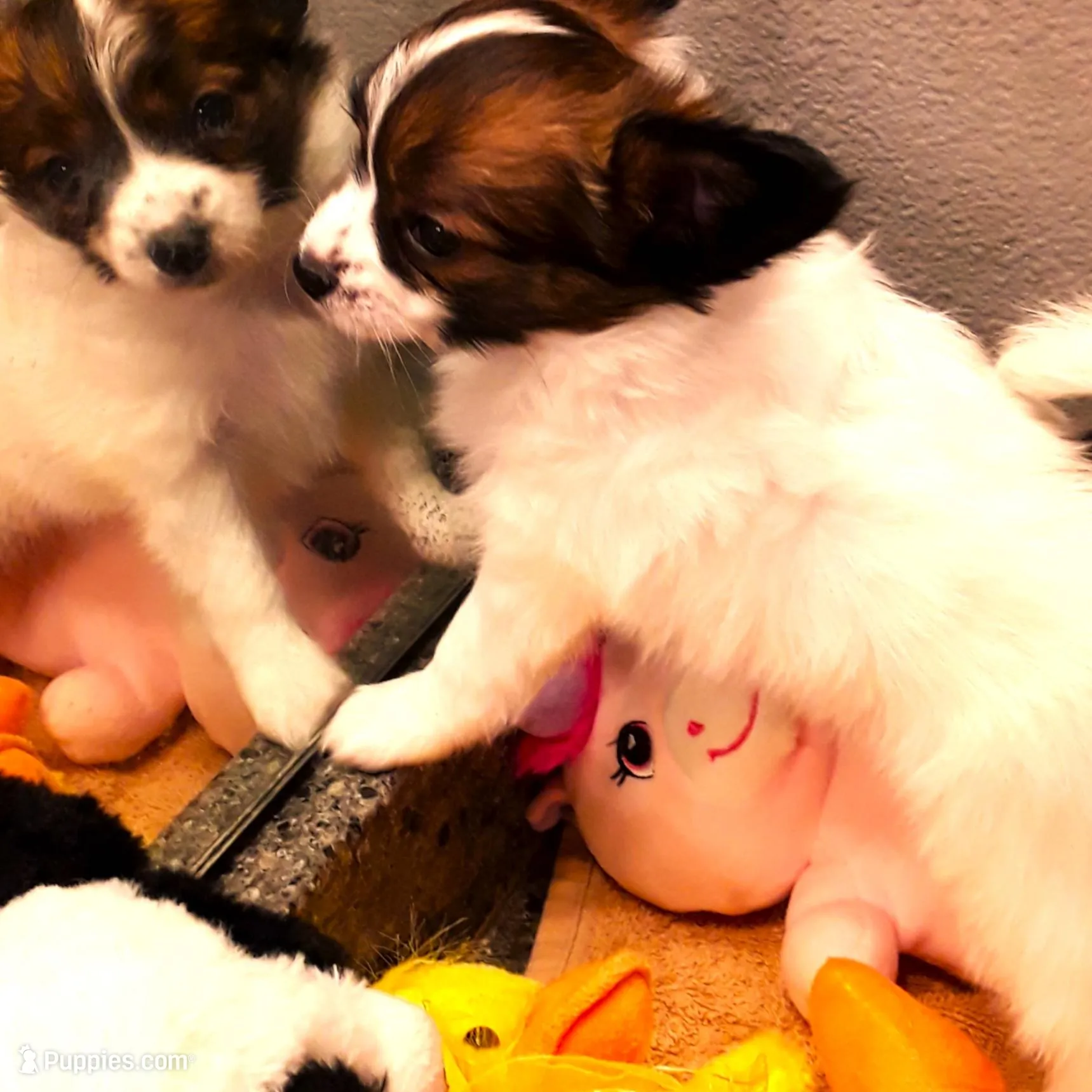 Hope Easter Pup, a female Papillon for sale in South Greeley, WY – Photo 8 of 10