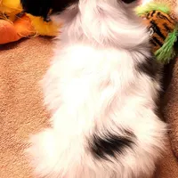 Hope Easter Pup, a female Papillon for sale in South Greeley, WY – Photo 10 of 10