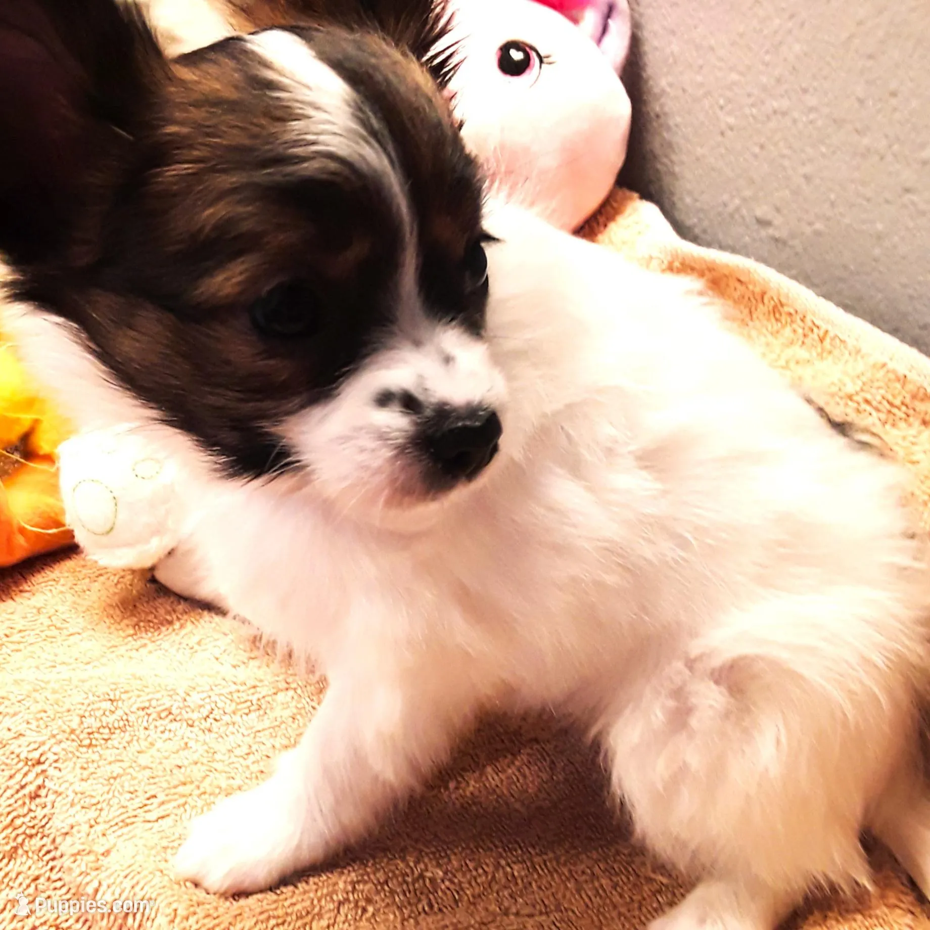 Hope Easter Pup, a female Papillon for sale in South Greeley, WY – Photo 6 of 10