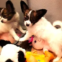 Hope Easter Pup, a female Papillon for sale in South Greeley, WY – Photo 7 of 10