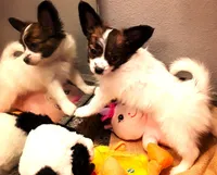 Hope Easter Pup, a female Papillon for sale in South Greeley, WY – Photo 7 of 10