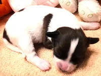 processed/23a61874-fe10-41a4-ae53-346db6aa4d3b/listing/bb138ce6-2e7c-4563-a2e3-290edebd1c84/c4ed41da-fd76-473a-a6e3-a19a168265c2