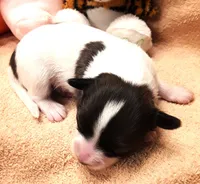 processed/23a61874-fe10-41a4-ae53-346db6aa4d3b/listing/bb138ce6-2e7c-4563-a2e3-290edebd1c84/ca9b8c28-9e55-47ab-a76f-2525d839f8cb