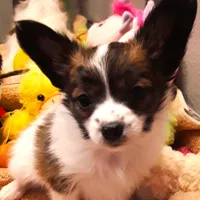 Hope Easter Pup, a female Papillon for sale in South Greeley, WY – Photo 2 of 10