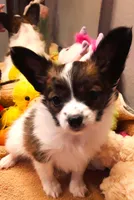 Hope Easter Pup, a female Papillon for sale in South Greeley, WY – Photo 2 of 10