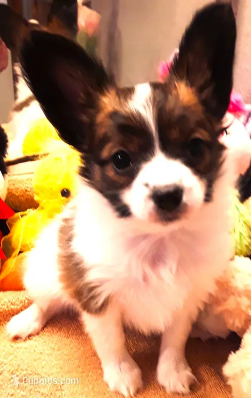 Hope Easter Pup, a female Papillon for sale in South Greeley, WY – Photo 1 of 10