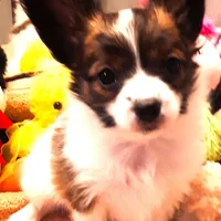 Hope Easter Pup, a female Papillon for sale in South Greeley, WY – Photo 1 of 10
