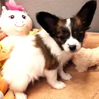 Hope Easter Pup, a female Papillon for sale in South Greeley, WY – Photo 5 of 10