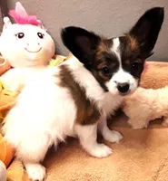 Hope Easter Pup, a female Papillon for sale in South Greeley, WY – Photo 5 of 10