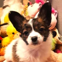 Hope Easter Pup, a female Papillon for sale in South Greeley, WY – Photo 3 of 10